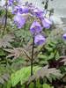 Polemonium Heaven Scent