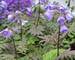 Polemonium Heaven Scent