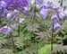 Polemonium Heaven Scent