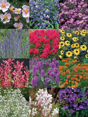 Link to Deluxe Pollinator Garden