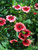 Potentilla Melton-Fire
