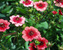 Potentilla Melton-Fire