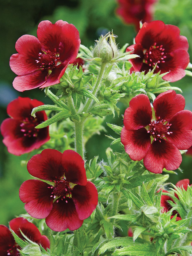 Potentilla Monarchs-Velvet