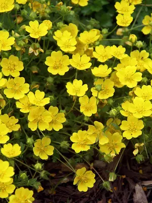 Link to Potentilla Neumanniana