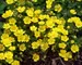 Potentilla Neumanianna