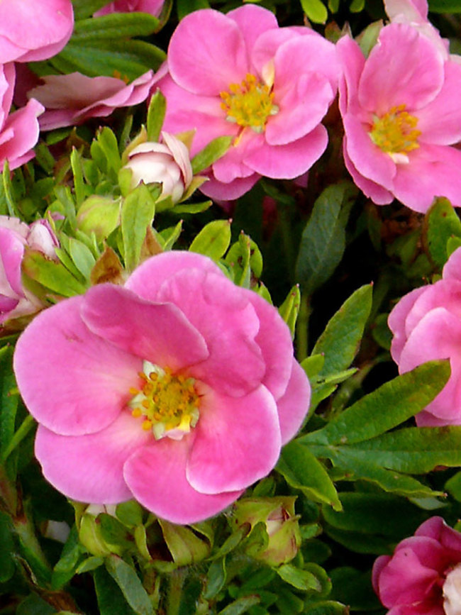 Potentilla Happy Face Pink