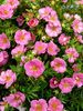 Potentilla Happy Face Pink