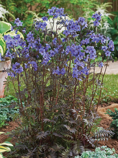 Polemonium
