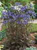 Polemonium Purple-Rain