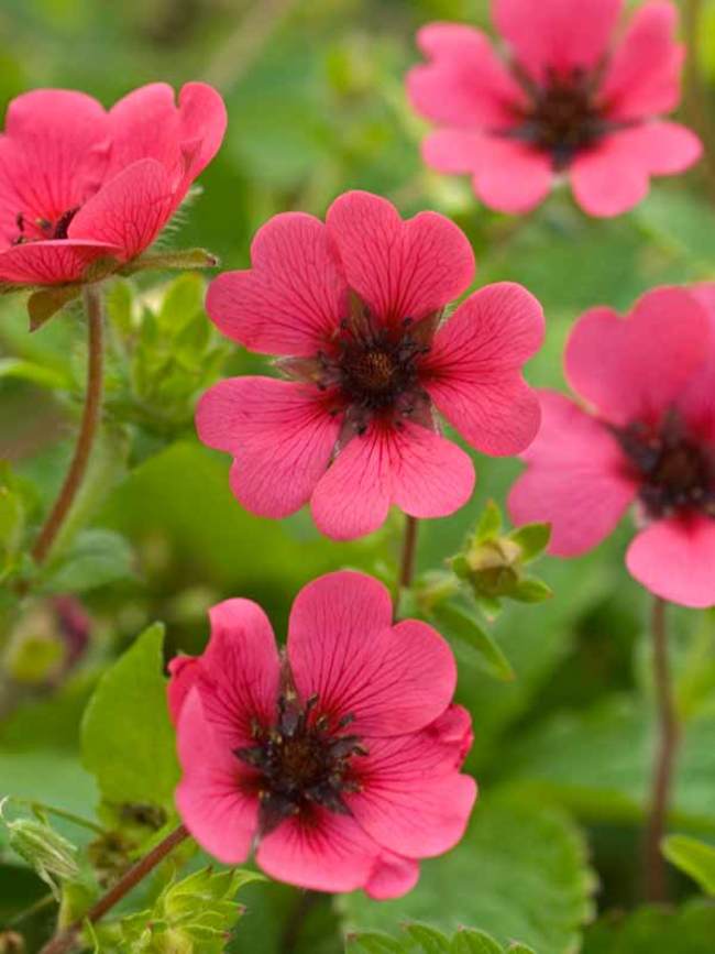 Potentilla Ron McBeath