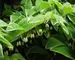 Polygonatum Variegatum