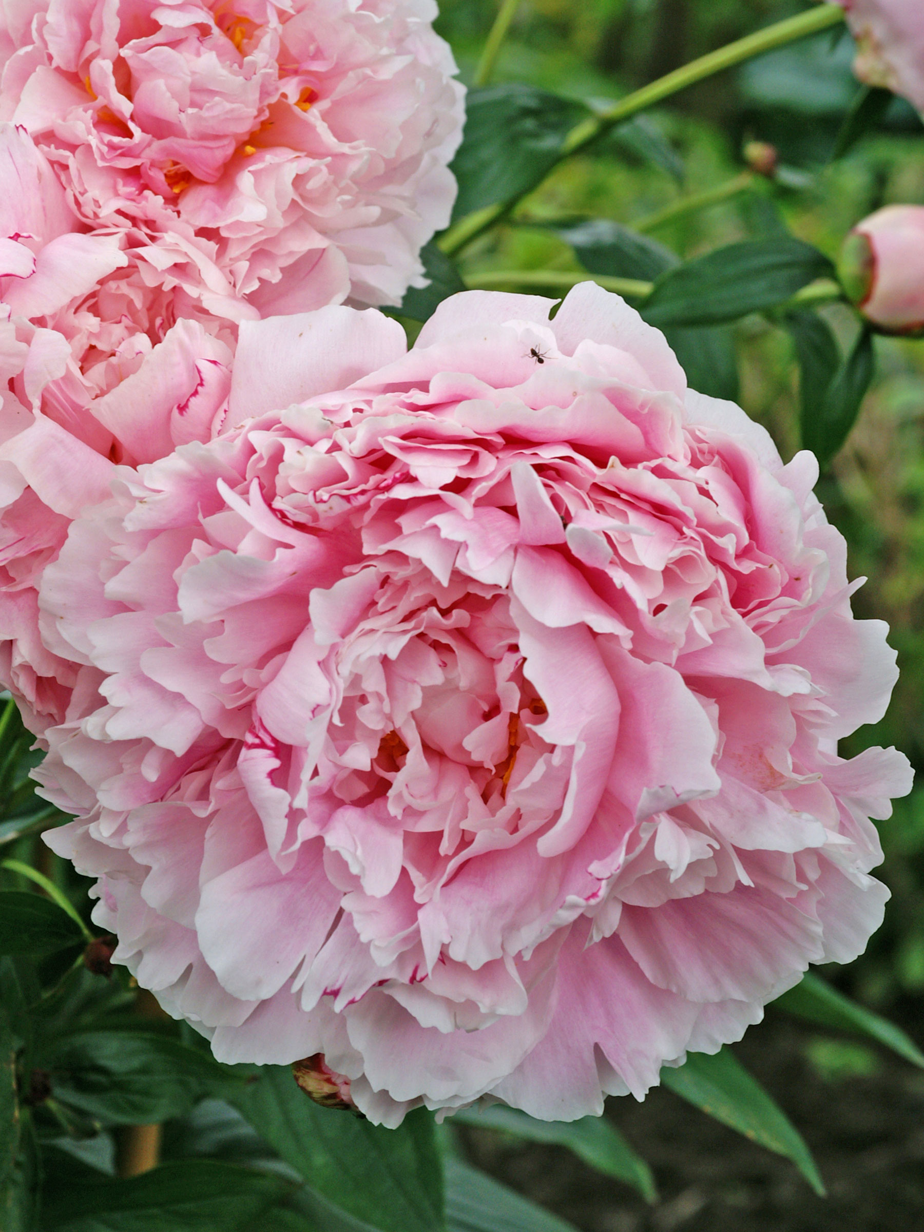 Burny PEB-60 PP ピンクパール 2007年製 保証書付 Peony Sarah Bernhardt - Pot | Bluestone Perennials