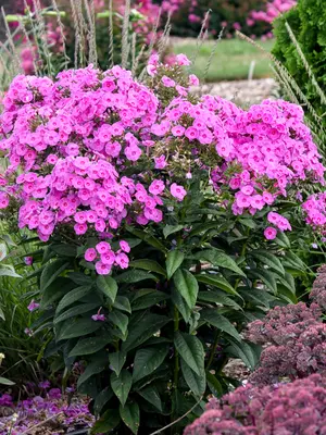 Link to Phlox Prismatic Pink