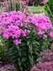 Phlox Prismatic Pink