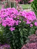 Phlox Prismatic Pink