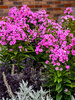 Phlox Prismatic Pink