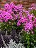Phlox Prismatic Pink