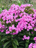 Phlox Prismatic Pink