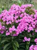Phlox Prismatic Pink