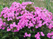 Phlox Prismatic Pink