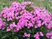 Phlox Prismatic Pink