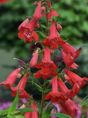 Link to Penstemon Quartz&reg; Red