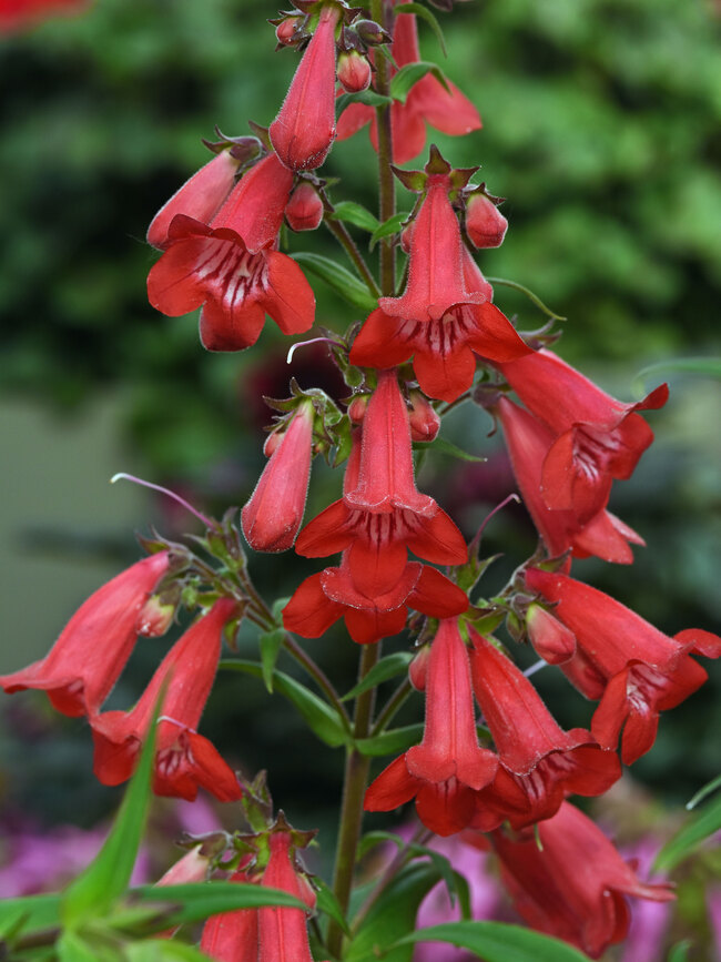 Penstemon Quartz Red