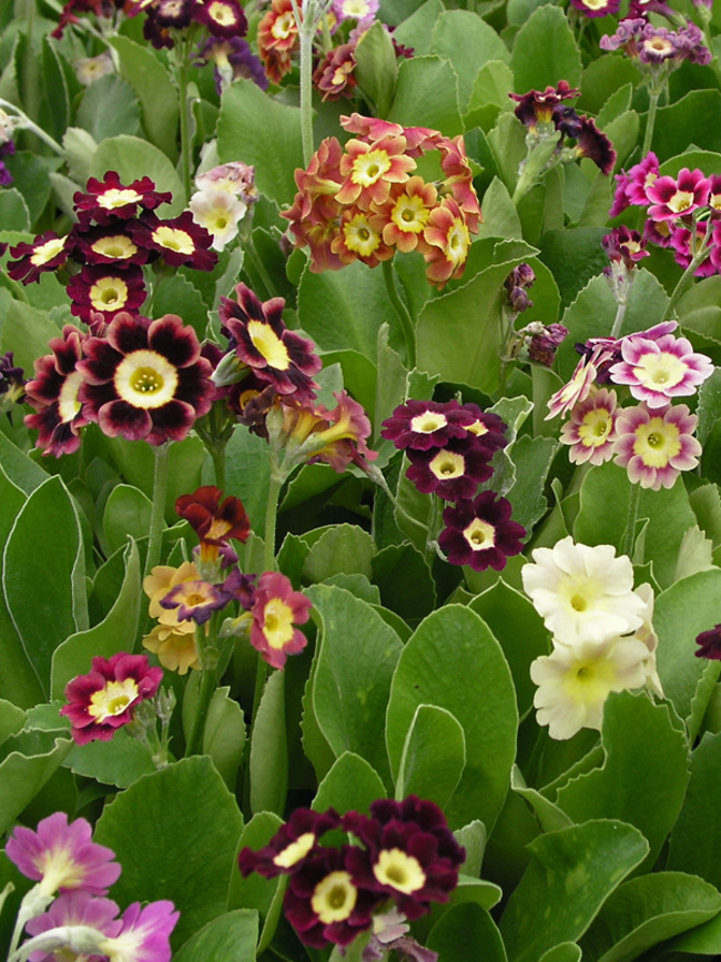 Primula Alpina-Mix