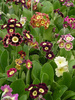 Primula Alpina-Mix