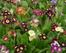 Primula Alpina-Mix