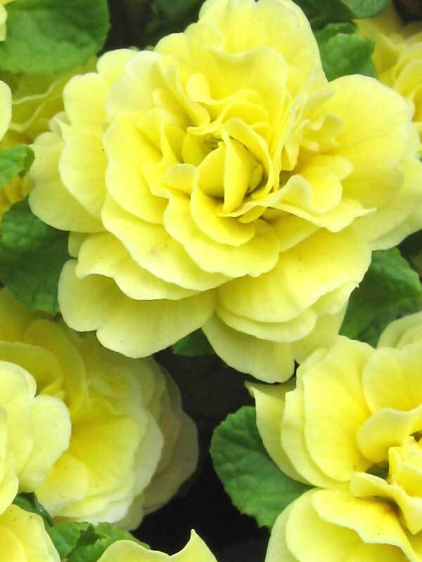 Primula Belerina Buttercup