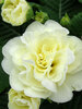 Primula Belarina Cream