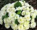 Primula Belarina Cream