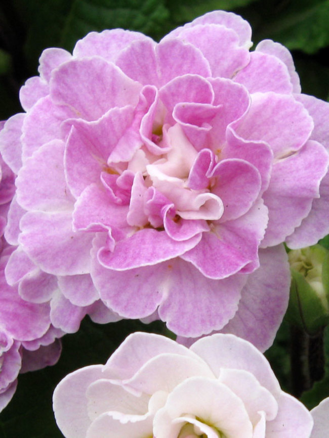 Primula Belarina Pink Ice