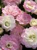 Primula Belarina Pink Ice