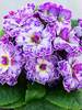 Primula Belarina Lively Lilac