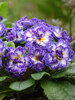 Primula Belarina Blue Ripples