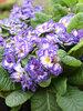 Primula Belarina Blue Ripples