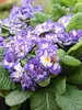 Primula Belarina Blue Ripples