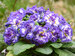 Primula Belarina Blue Ripples