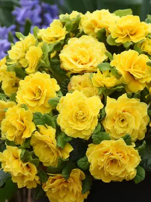 Link to Primula Belarina&reg; Spring Sun