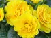 Primula Belarina Spring Sun