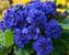 Primula Belarina Cobalt Blue