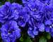 Primula Belarina Cobalt Blue