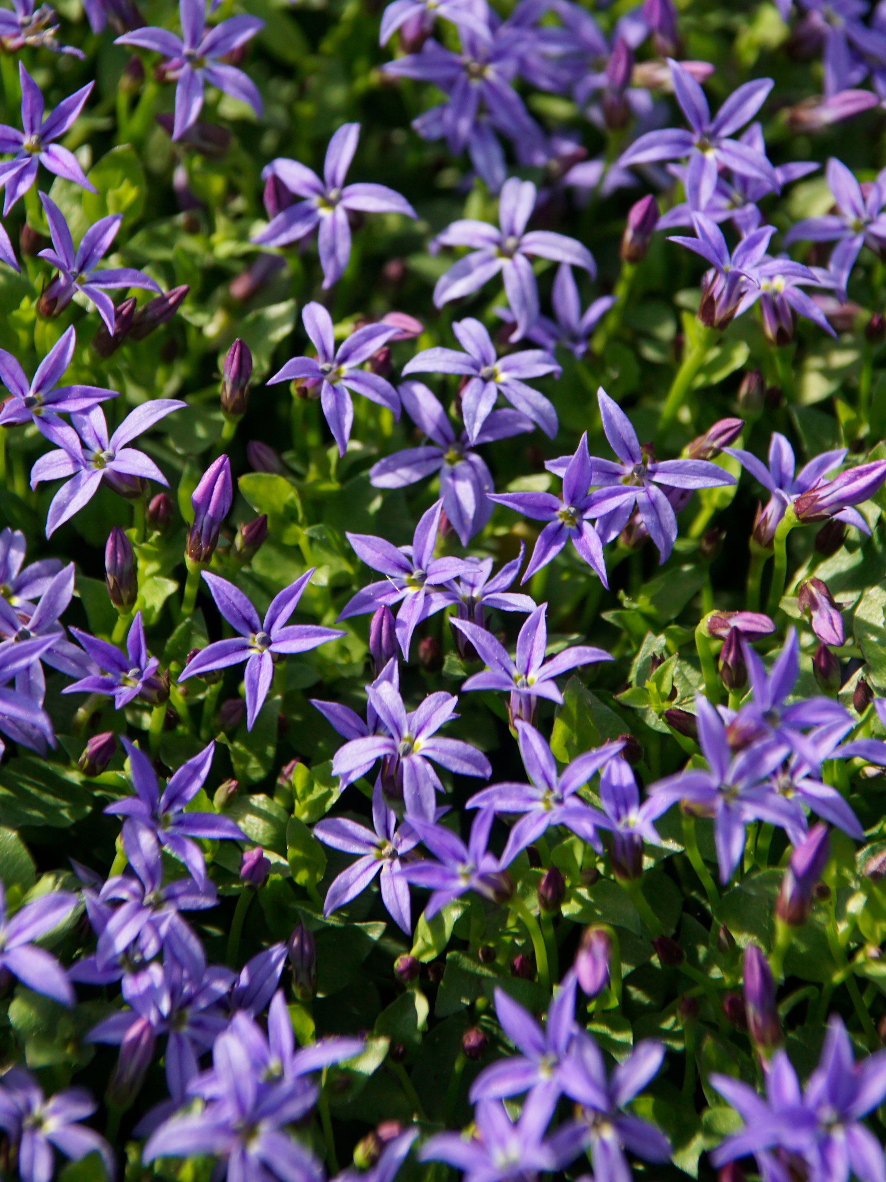 Pratia Pedunculata County Park | Bluestone Perennials