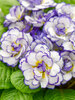 Primula Belarina Rhapsody
