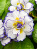 Primula Belarina Rhapsody