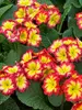 Primula Supernova Fire