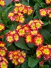 Primula Supernova Fire