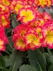 Primula Supernova Fire